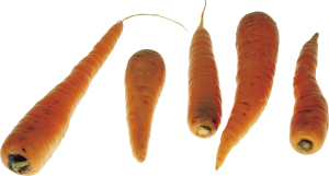 Carrots PNG image-4995